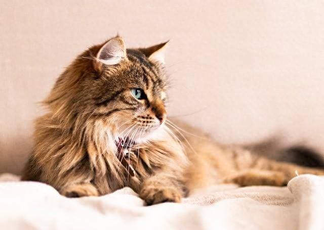 猫咪毛球症预防指南：从梳理到饮食的全方位护理