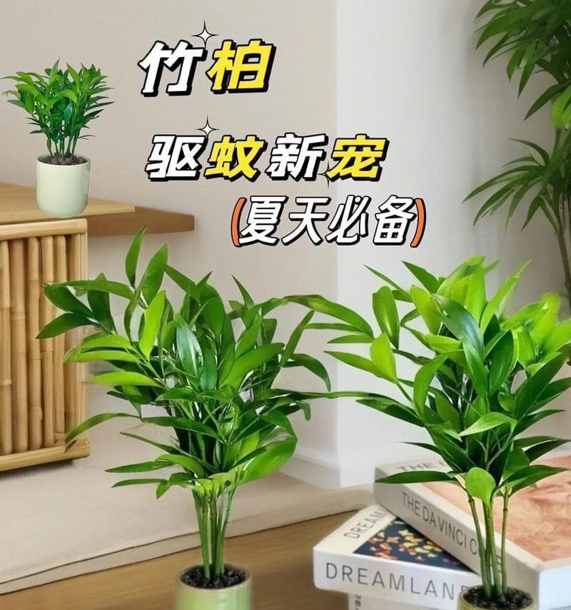 水培竹子养护指南：从容器选择到光照控制，全面解密水培竹子养殖技巧