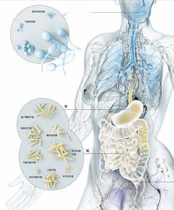 细菌主宰人体——与我们共生的微生物