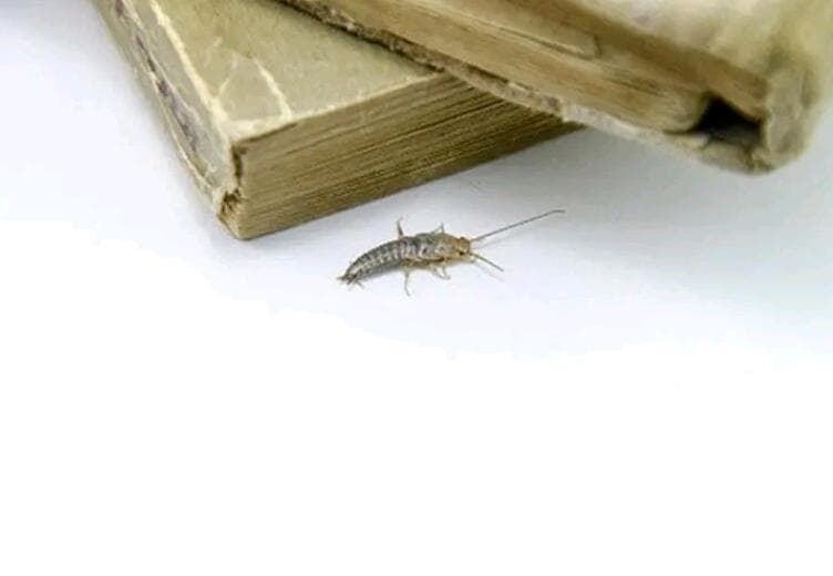 怎么消灭衣鱼虫最安全