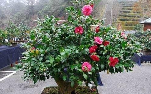 山茶花落叶不停，原来这样养才能花开满树