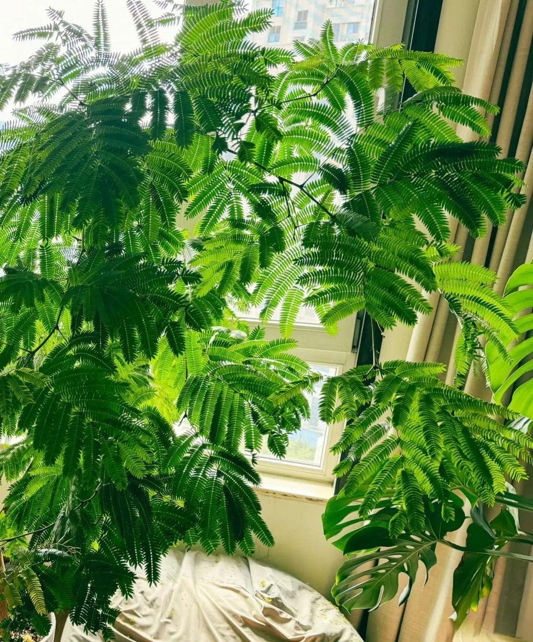 家里见叶，十有九富，这5种叶子花，高级范十足，好看好养还吉祥