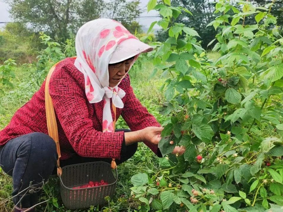 覆盆子让村民端上了“富盆子”