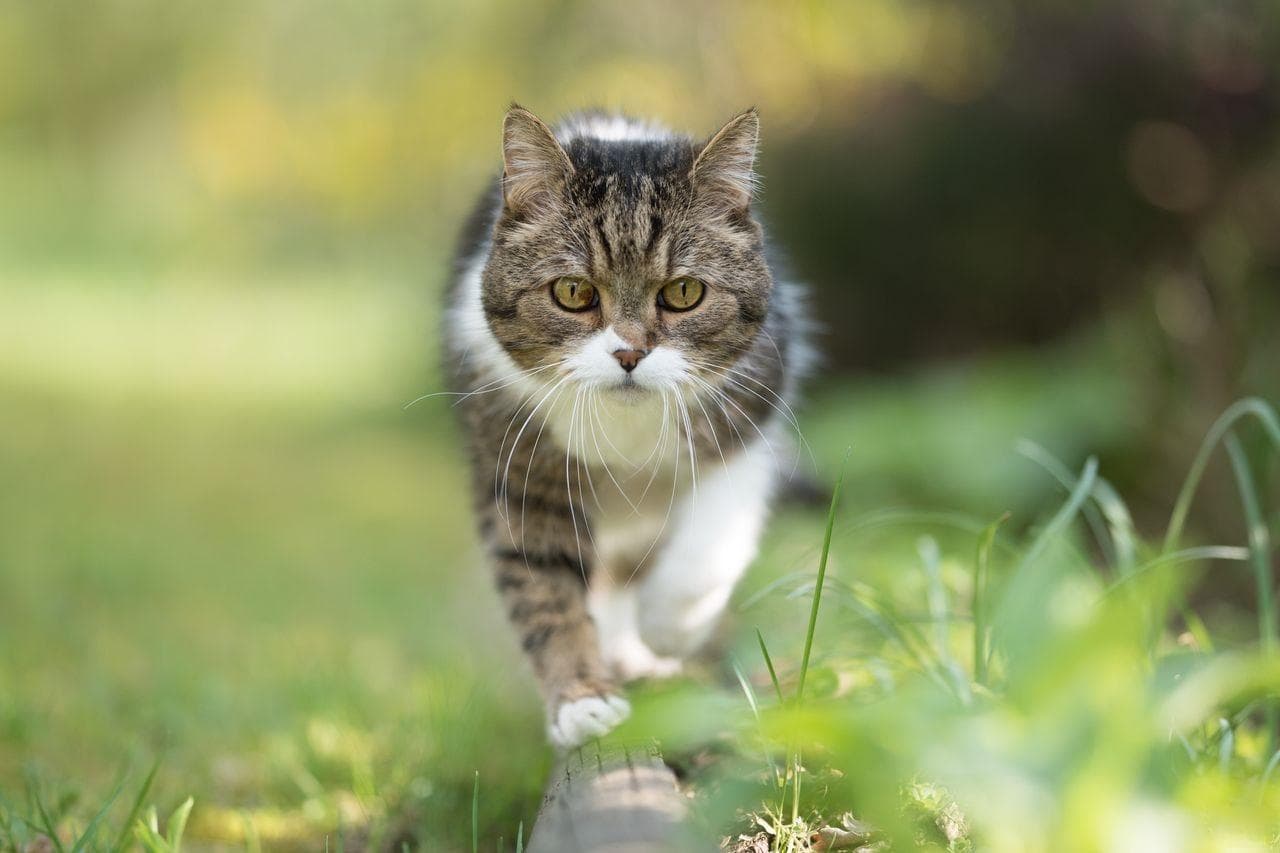 猫咪不爱喝水怎么办？七大实用解决方案让你的猫咪爱上喝水