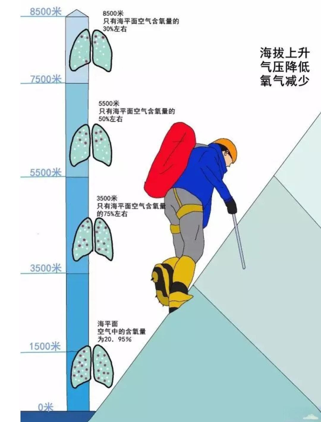 中药红景天，能预防“高原反应”吗？