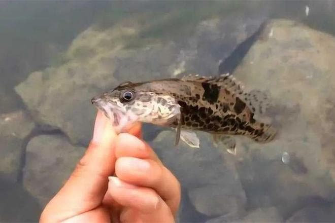 春季野钓鳜鱼，3种钓法民间用的最多，简单而且高效
