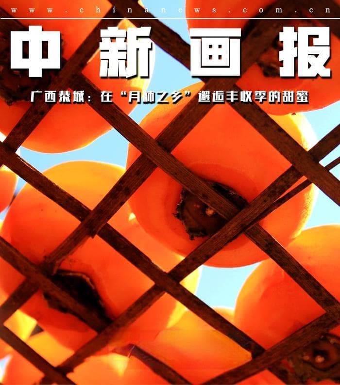 广西恭城：霜降好“柿”节 在“月柿之乡”邂逅丰收季的甜蜜
