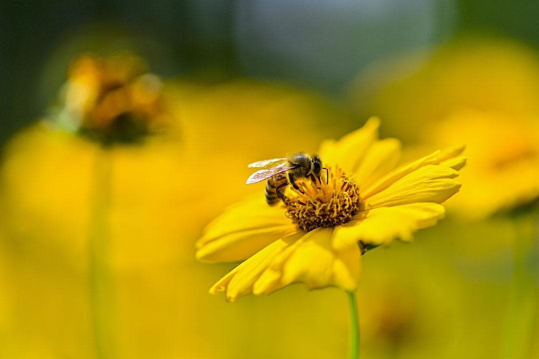 世界蜜蜂日｜“蜜”切关注传粉昆虫，普通人也能参与保护环境