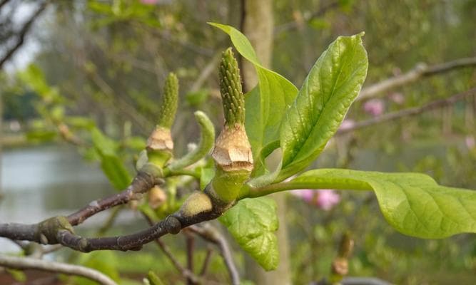 了解木兰科木兰属植物的品种、形态和用途