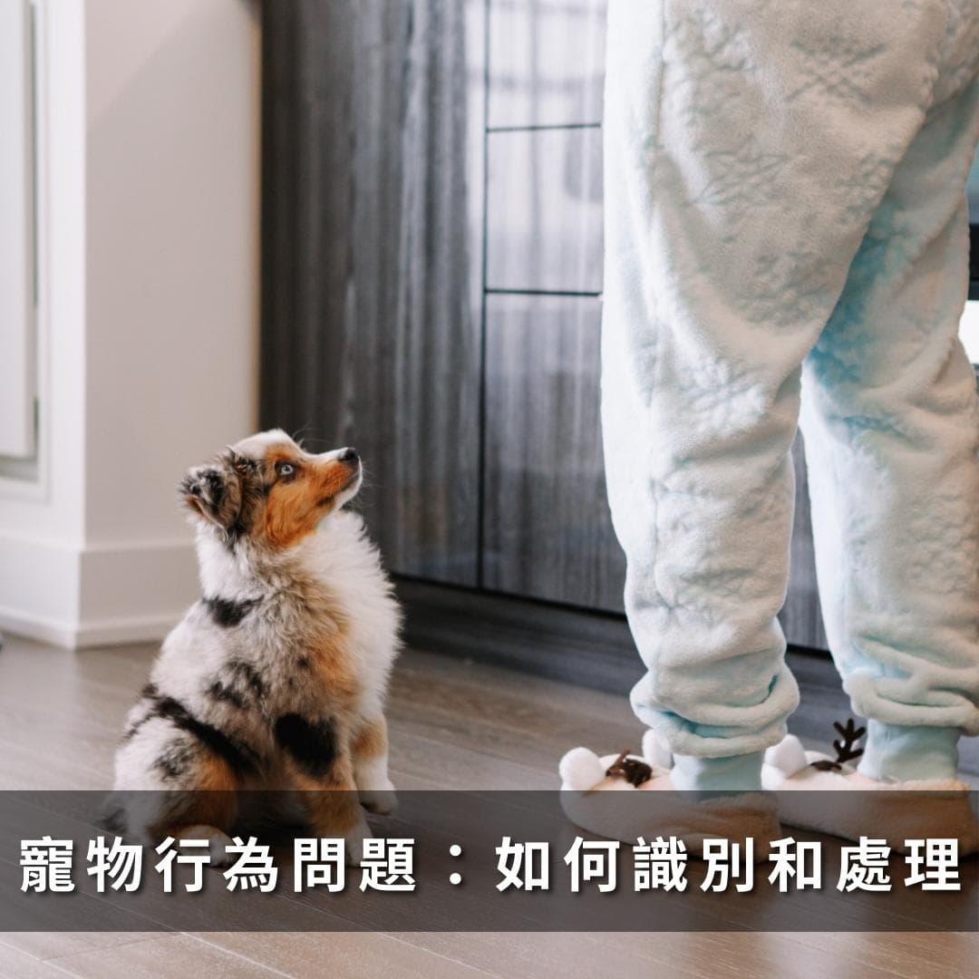 认识宠物行为问题：常见原因及解决方案