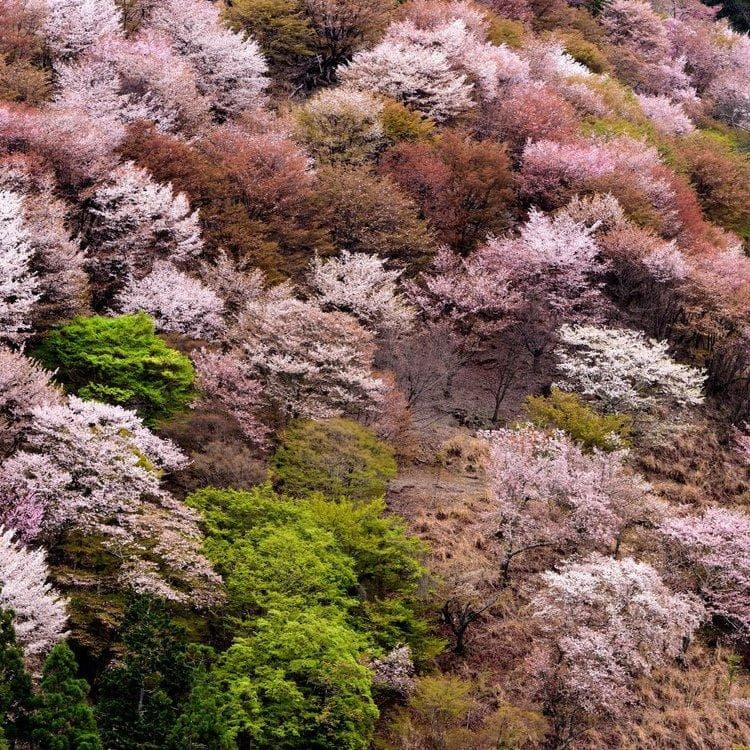 赏樱之旅：吉野山、奈良与京都