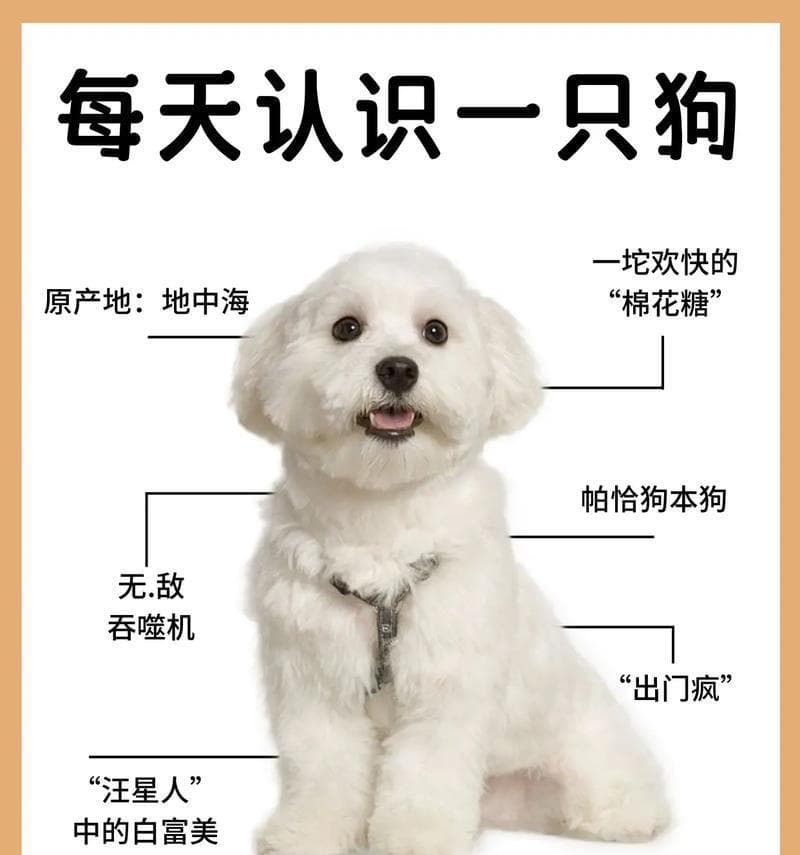 比格犬的饲养方法（全面介绍比格犬的喂养、运动和训练）