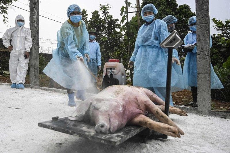 非洲猪瘟冲击下的中国生猪产业五年变局