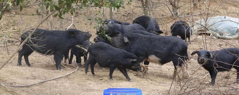 小香猪的养殖方法：从猪舍搭建到疾病预防的全方位指南