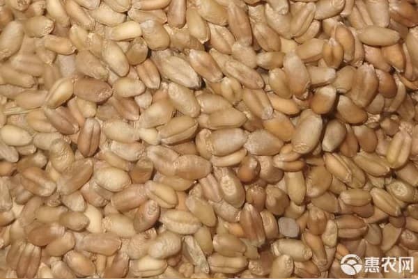 2024小麦种子最好的品种排行榜