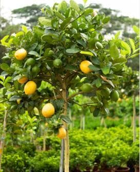 香水柠檬：一种兼具观赏与食用价值的柑橘类植物