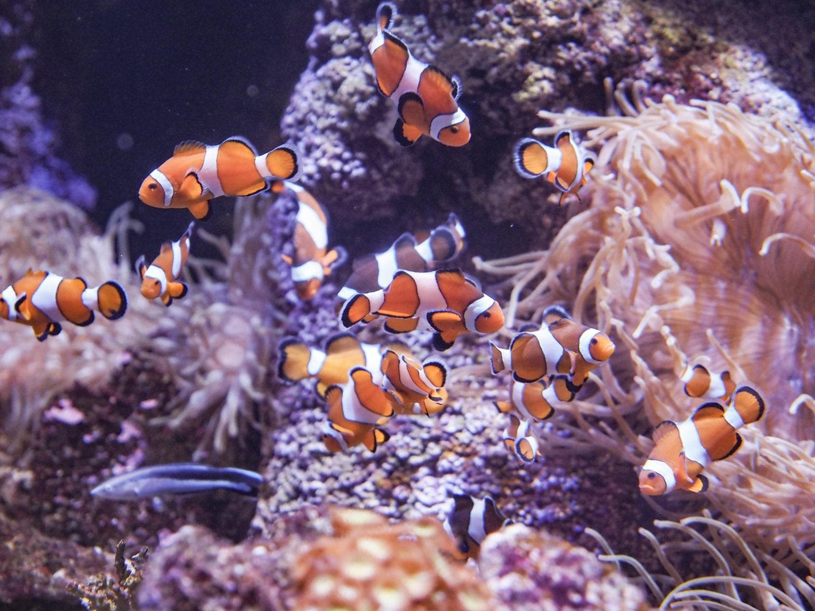 “自然女王”：BIOPARC 动物王国的领袖是妇女节的明星