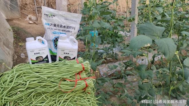 豆角产量上不去？或许是肥料没用对