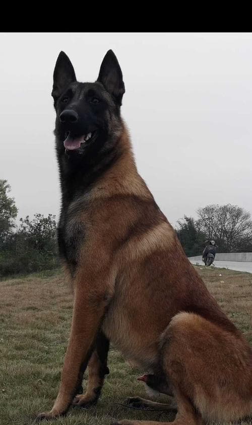 黑狼犬和马犬：两种狗狗的特点与优缺点
