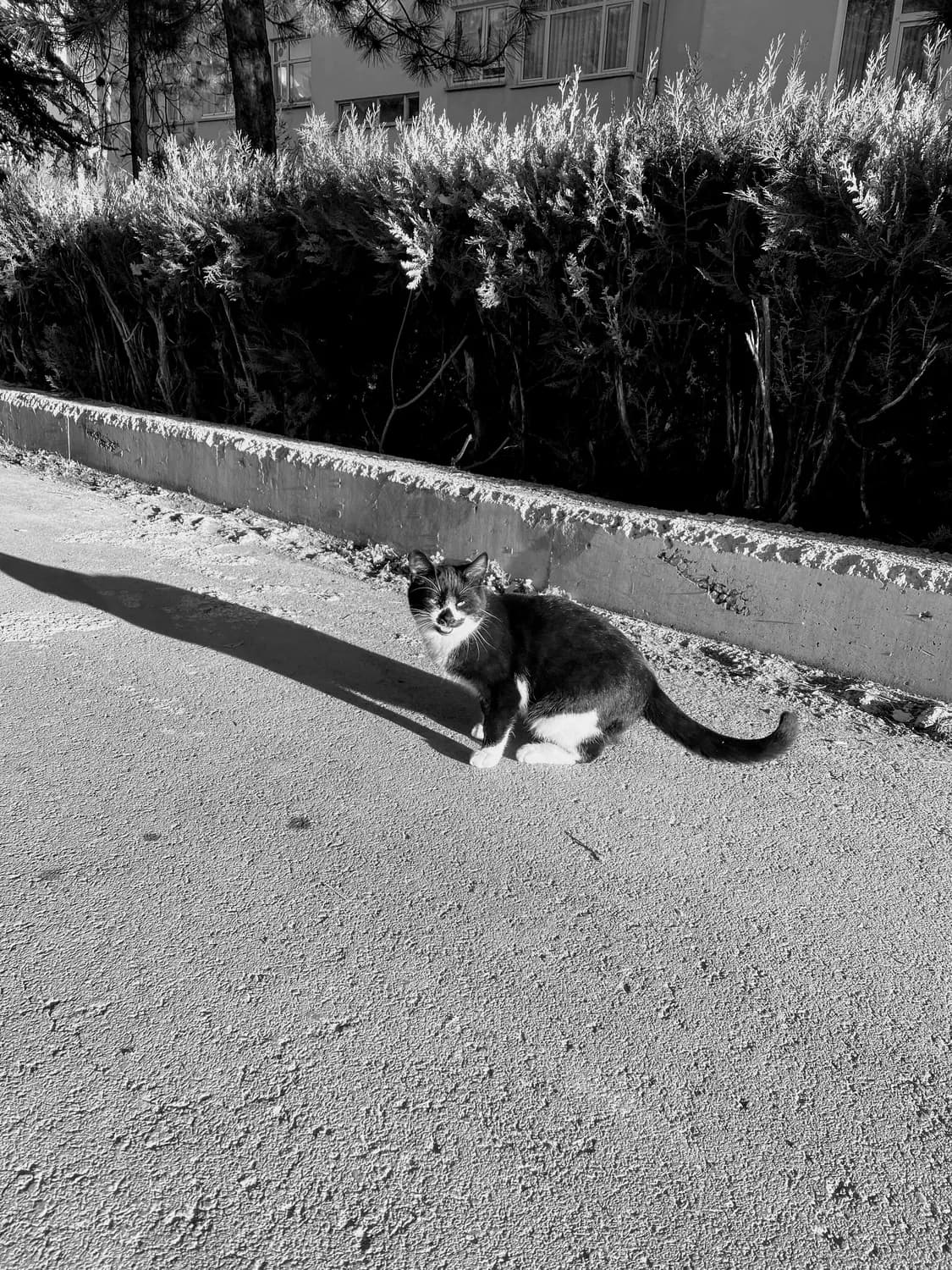 权力与智慧的动画寓言：再读《猫和老鼠》