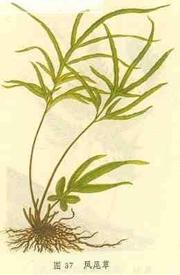 《全国中草药汇编》:凤尾草