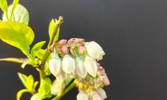 蓝莓是喜水植物吗？全面解析蓝莓的生长环境与生态特征