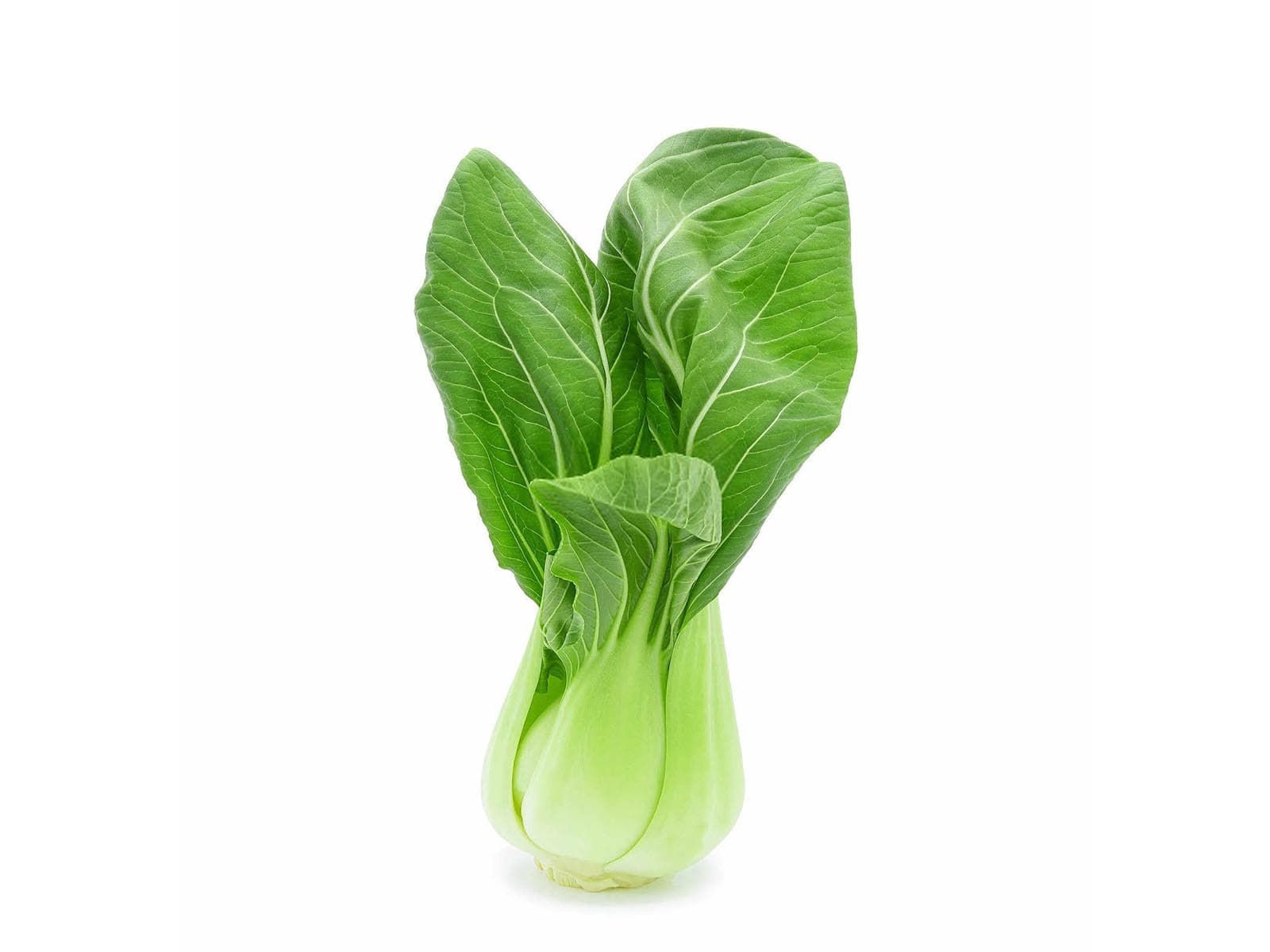 小白菜种植全攻略：从选种到收获的完整指南