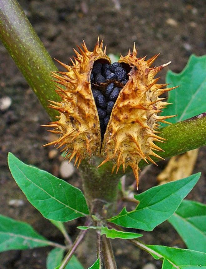 食盐测试、品尝判断……五种方法教你识别有毒植物