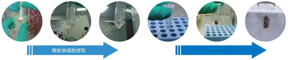 小鼠脾脏CD8+T细胞提取分离实验步骤