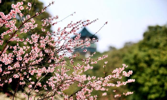 十二张照片，记录无锡一年四季每个季节的风景