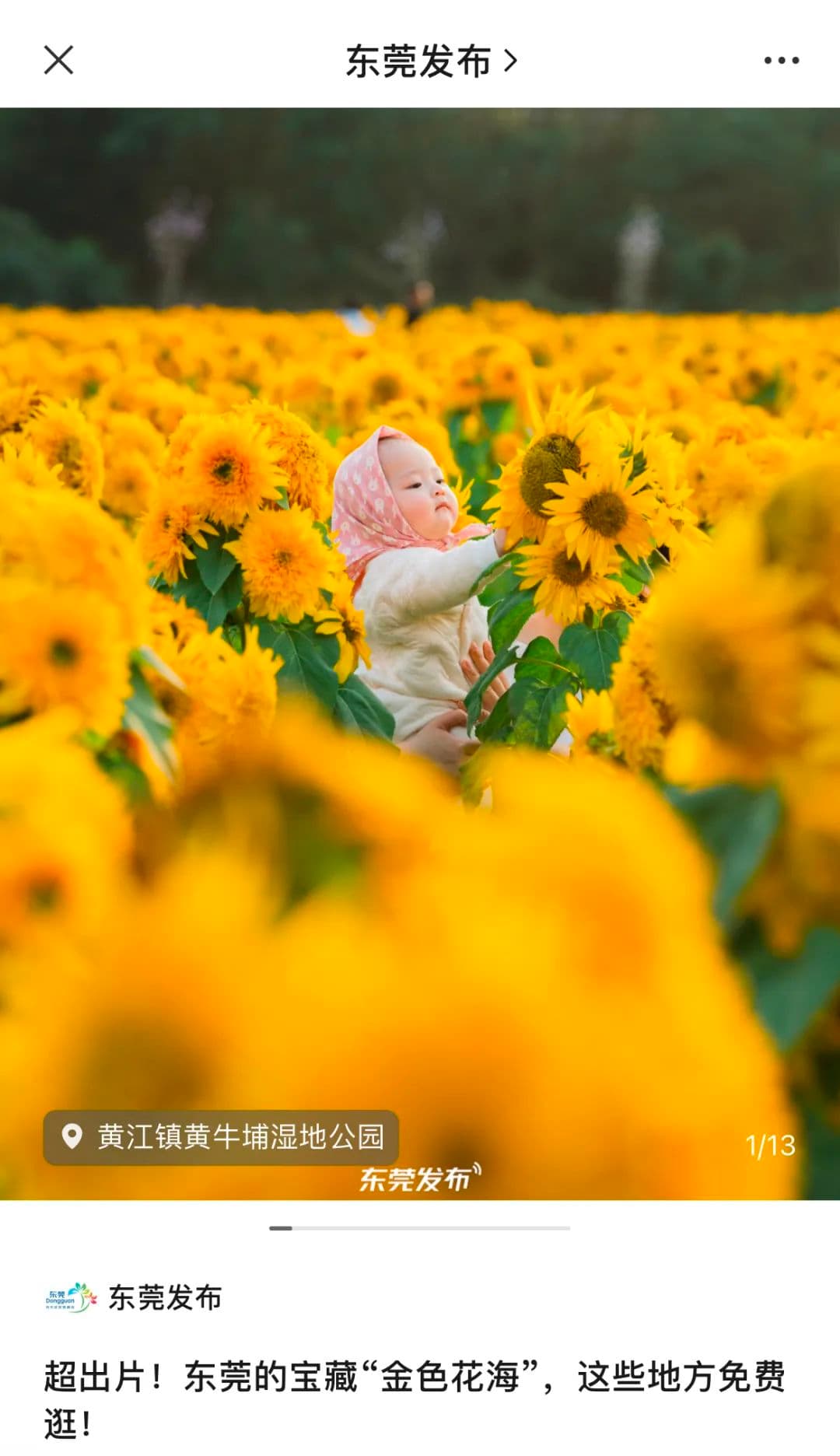 黄江这片金色花海火出圈了，周边这些宝藏打卡点也很“可”