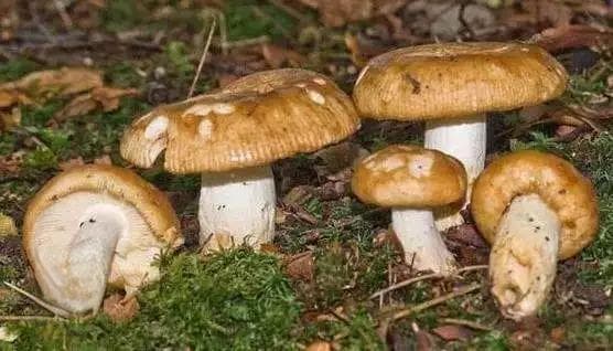 禁采禁食野生蘑菇