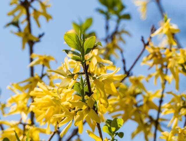 迎春与连翘的主要区别：形态辨识、花语寓意、文化及未来