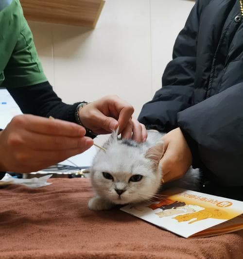 给猫咪掏耳朵是否安全（解析关于猫咪耳朵清洁的误区）