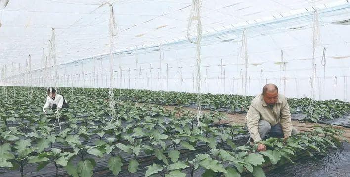 农业农村标准化如何落地生根？——长春市以标准化赋能现代化大农业一线调查