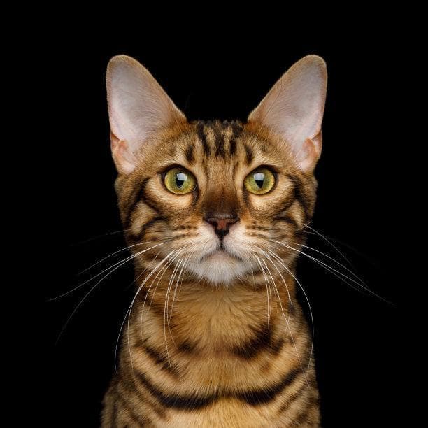 猫咪的秘密生活：探索它们独特的行为模式与社交互动