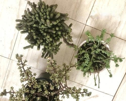 15种宠物猫咪最安全的植物（以安全为重）