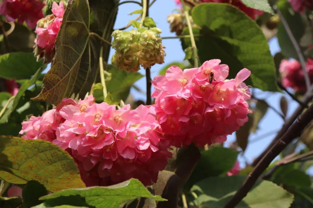 春风处处花！在柳州赏花时令一览