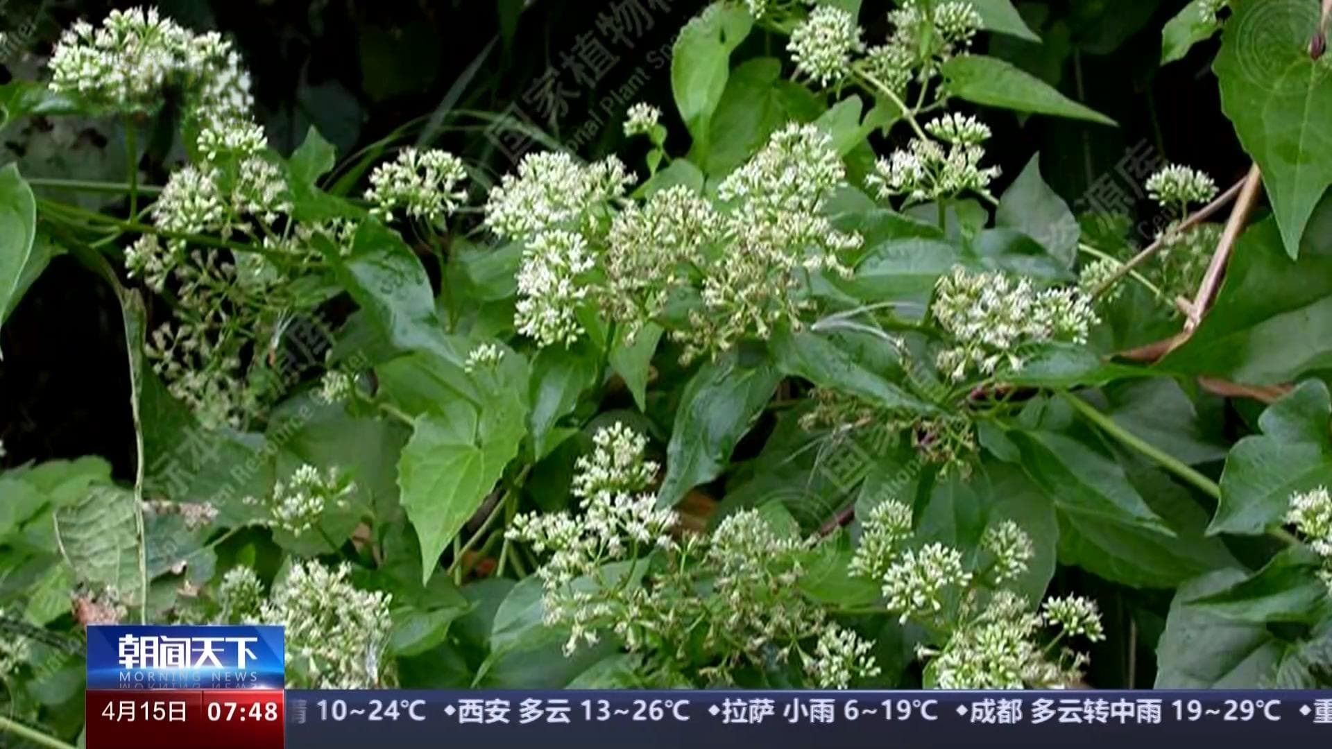 我国已记录有660多种外来入侵物种 面对外来物种入侵我们该如何应对？