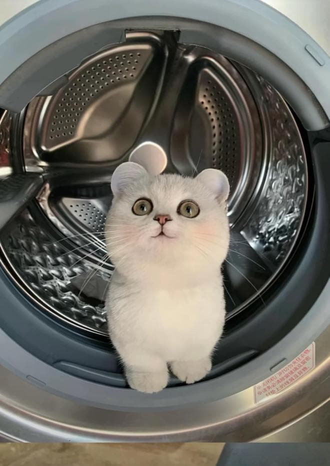 养曼基康猫前必看！真相曝光，太惊人了！