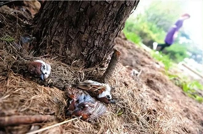 麻雀寿命之谜揭秘：为何麻雀尸体难见？