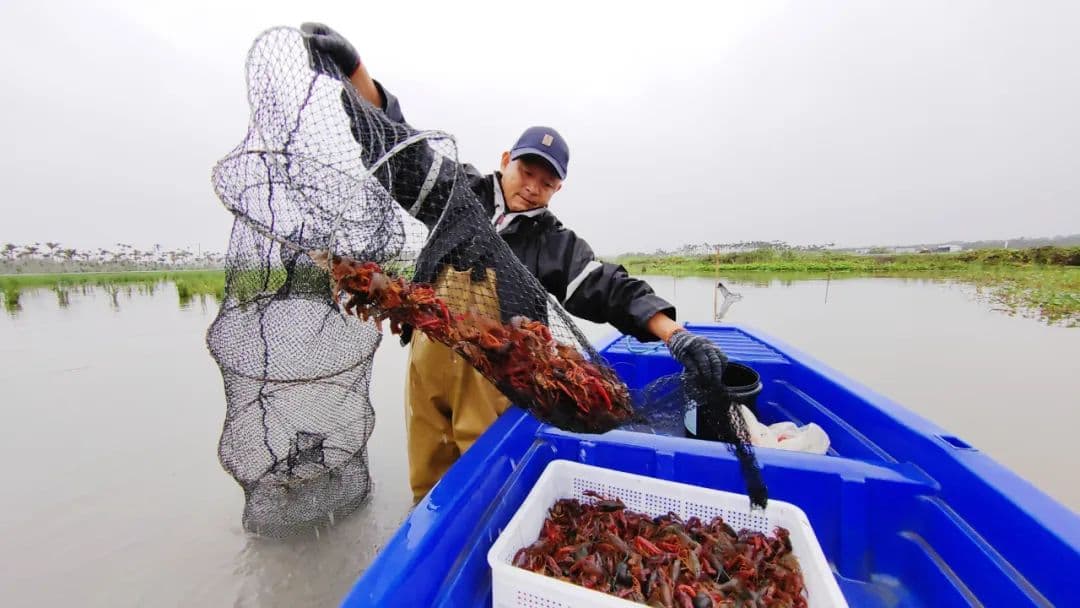 海南小龙虾，错峰抢“鲜”上市啦！