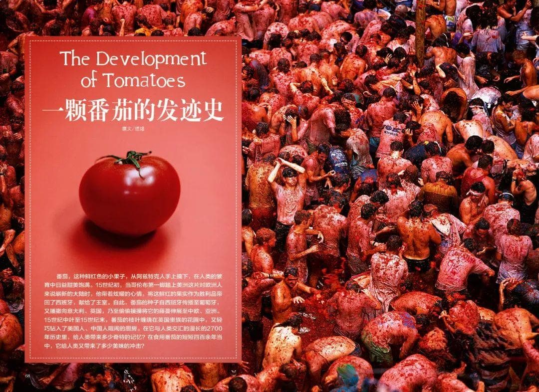 一颗番茄的发迹史