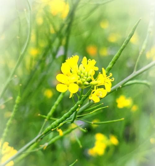 油菜花的花语与意义：探寻油菜花所传达的情感和美好生命的含义
