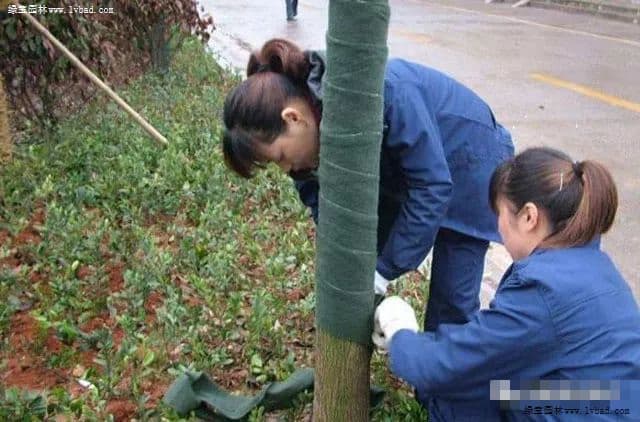 树木移栽后如何养护才能提高成活率？
