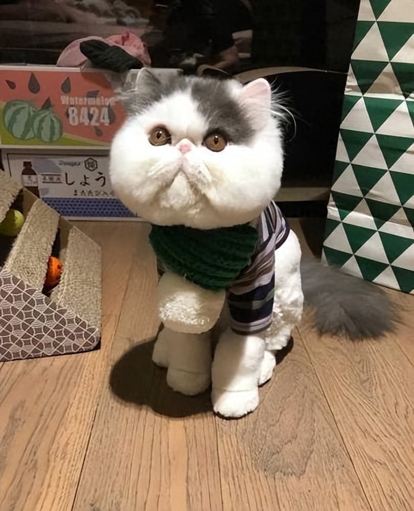 加菲猫的优缺点有什么？明明超可爱，为什么主人直呼“后悔”？
