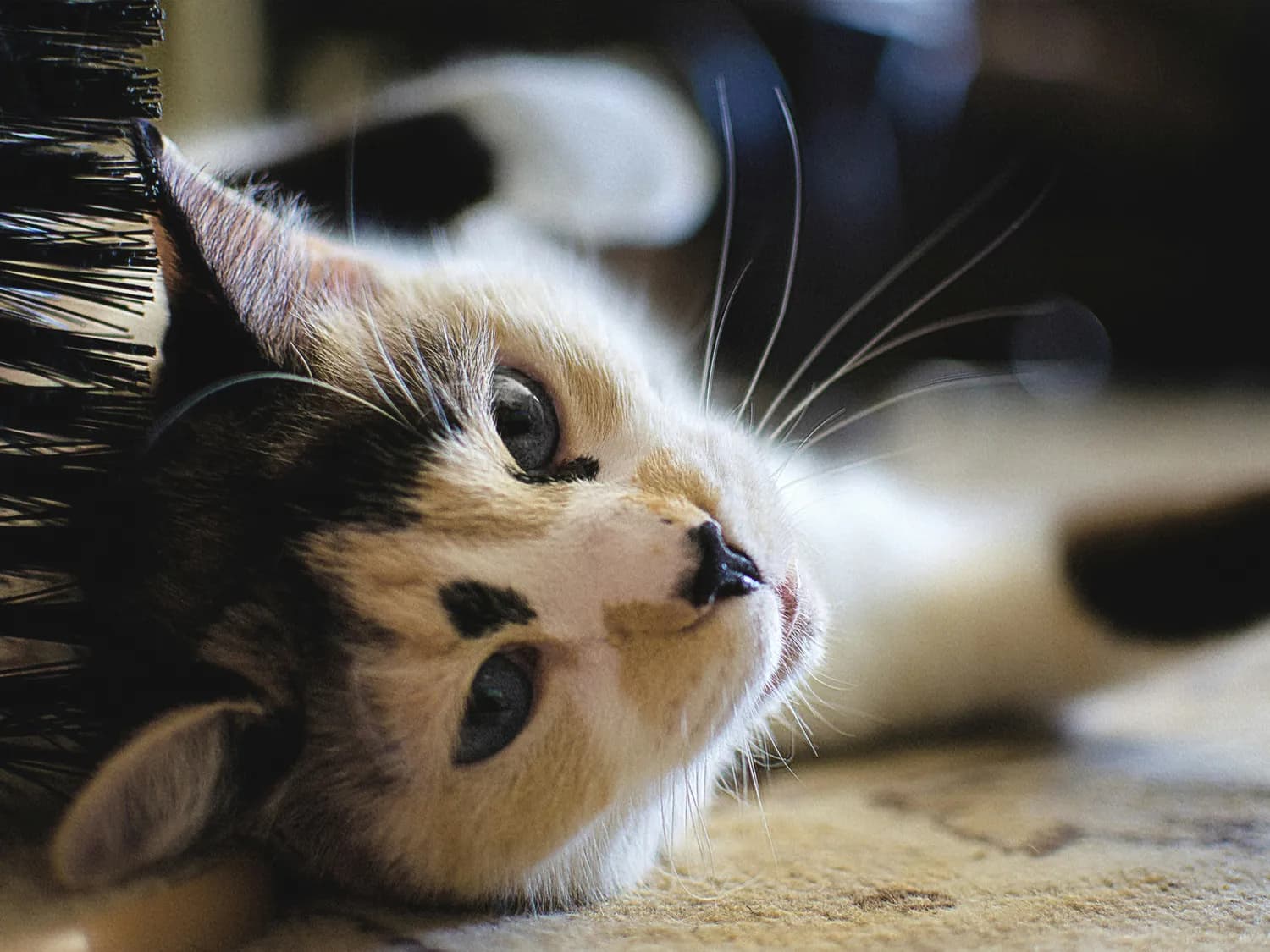 猫咪肾衰竭的早期信号，这些症状要警惕！