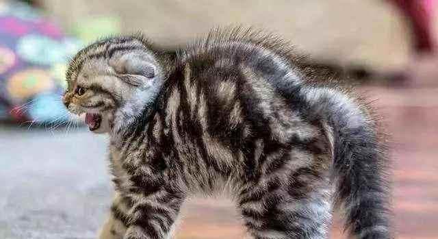 为什么猫咪会打架（探究猫咪打架行为的原因及解决办法）