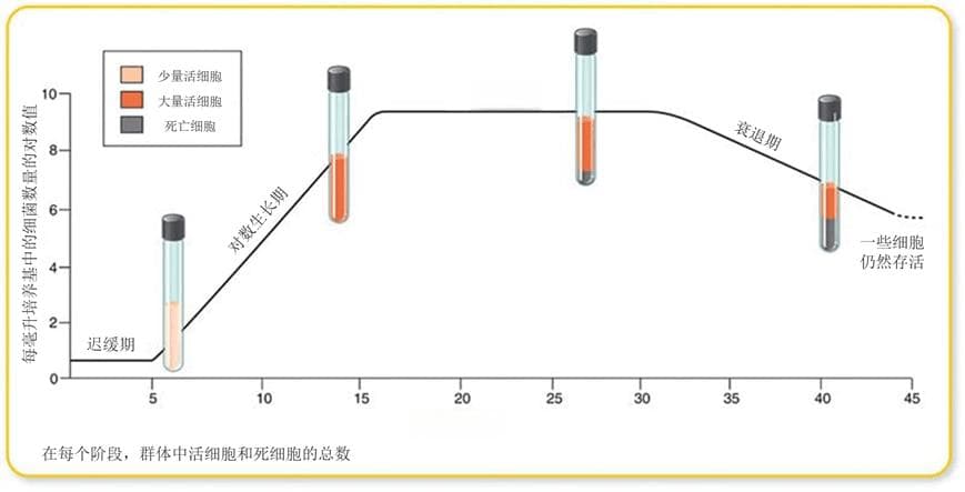 细菌生长曲线：从适应到衰亡的生命历程及其应用意义