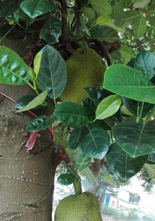 菠萝蜜的生长环境条件（适合在什么地方生长？）
